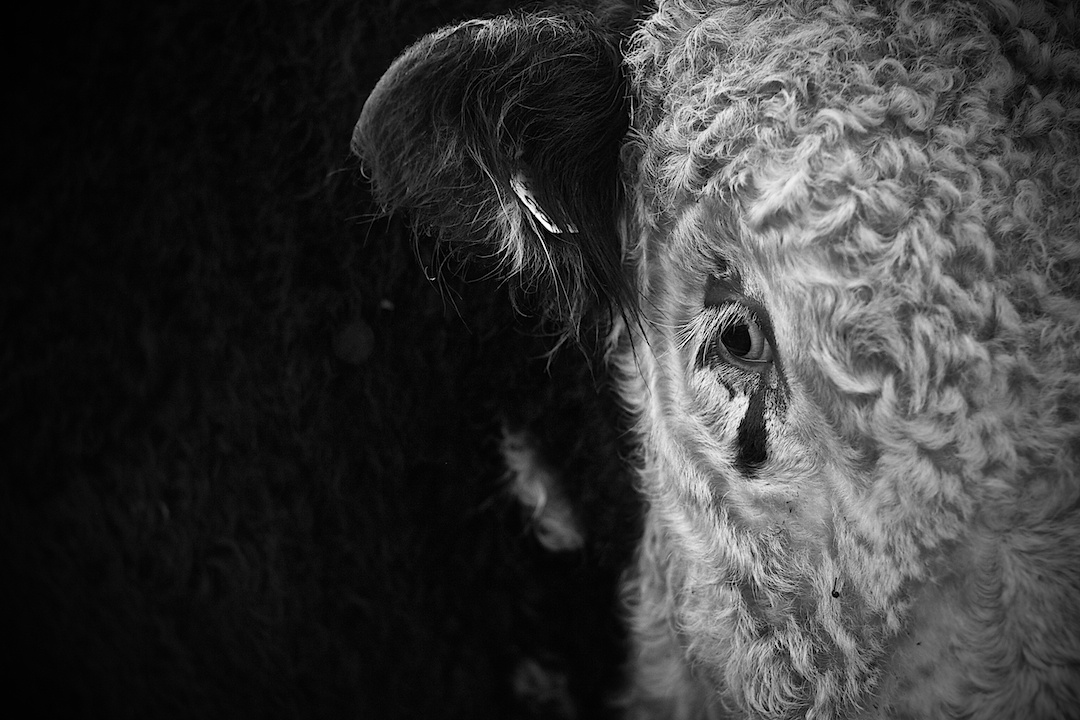 derbyshire, photograph 7
