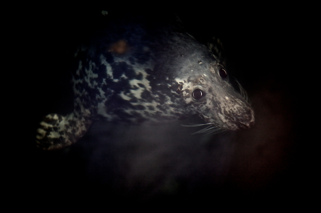 ISLAY, photograph 8