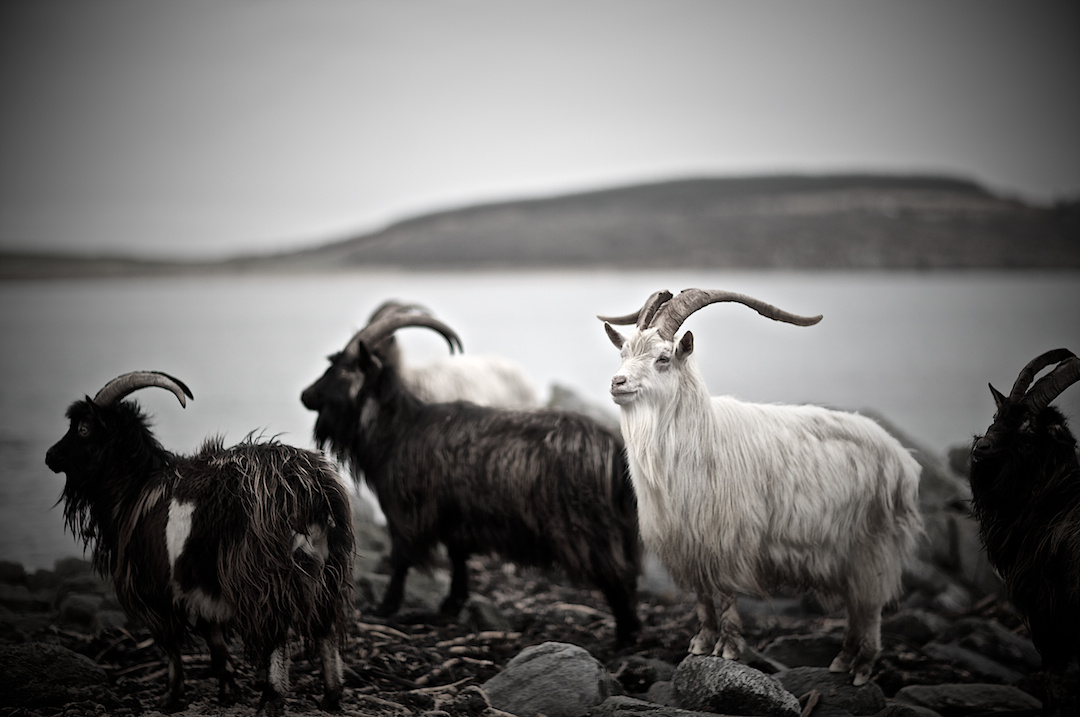 ISLAY, photograph 17