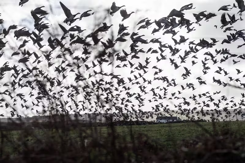 Flock of Greenland barnacle geese gathered on Islay's coastline during winter migration, captured by Clive Booth in Loch Gruinart on the Canon EOS-1D X.